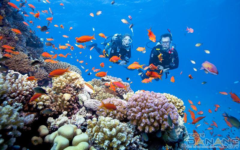 Cham Island Snorkeling