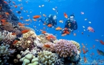Cham Island Snorkeling