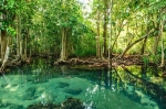Can Gio Mangrove & Monkey Island